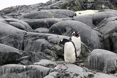 Le long de la terre de Graham - Antarctique