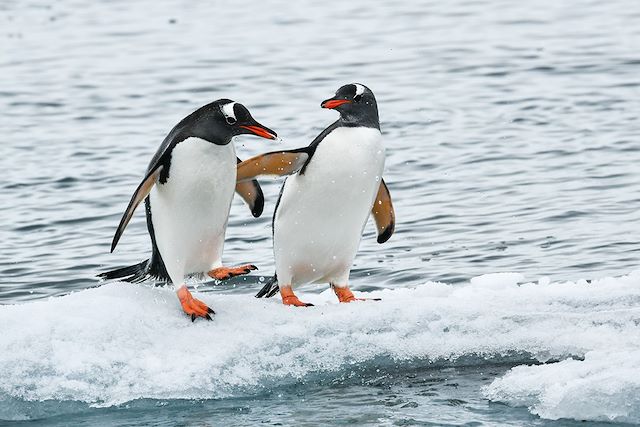 Voyage Iles Malouines, Géorgie du Sud et Antarctique