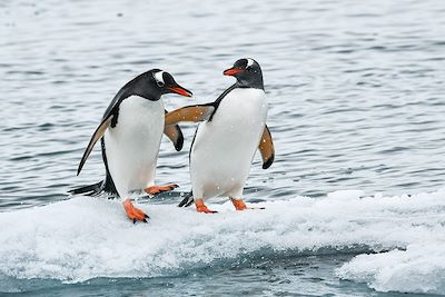 Iles Malouines, Géorgie du Sud et Antarctique