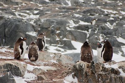 Pointe Jouglas - Port Lockroy - Antarctique