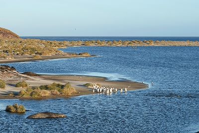 Manchots Papou - L'ile des Lions de mer - Iles Malouines