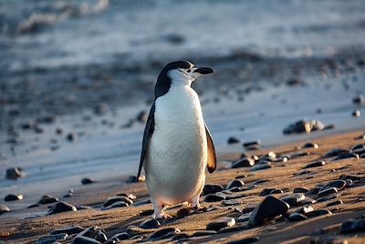 Manchot à jugulaire - Antarctique