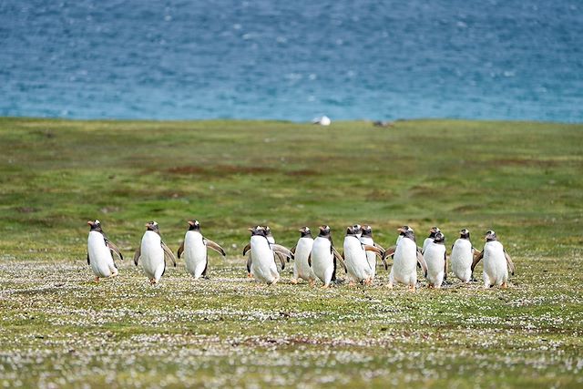 Voyage Péninsule Antarctique et Malouines