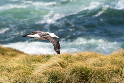 Albatros - Iles Malouines 