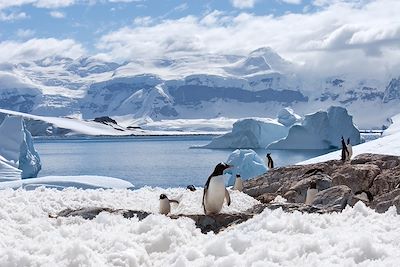 Manchots - Half Moon Island - Antarctique