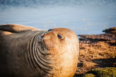 Eléphant de mer - Iles Malouines