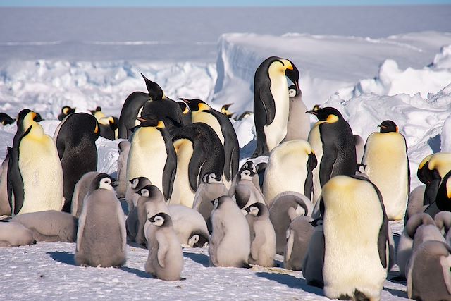 Voyage Antarctique : le dernier degré à ski