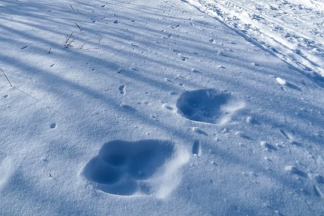 Voyage L'appel du Yukon