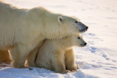 Voyage Manitoba & baie d'Hudson