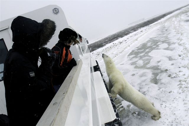 Voyage Observation des ours polaires à Churchill