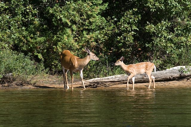 Voyage Saint Laurent et l'île d'Anticosti