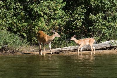 Reserve Faunique du Paponeau Labelle - Quebec - Canada