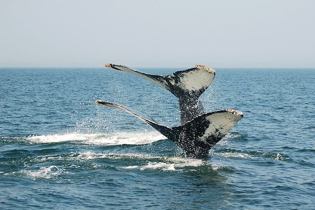 Voyage A travers des provinces maritimes