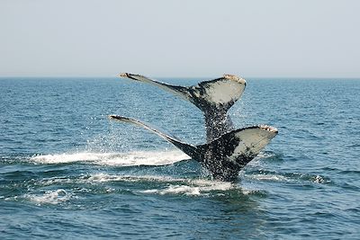 Baleines - Nouveau-Brunswick - Canada