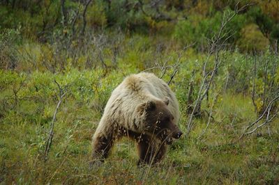 Grizzli - Yukon - Canada