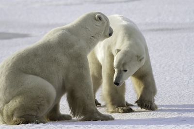 Ours polaire près de Churchill - Canada