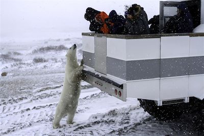 Observation des ours polaires près de Churchill - Canada