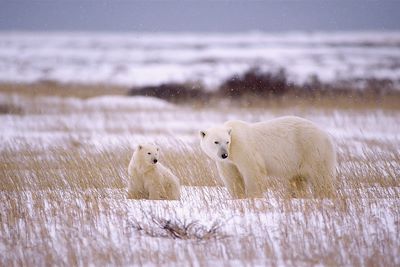 Ours polaires - Baie d'Hudson - Canada