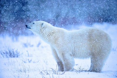 Les ours polaires de la baie d'Hudson - Manitoba - Canada