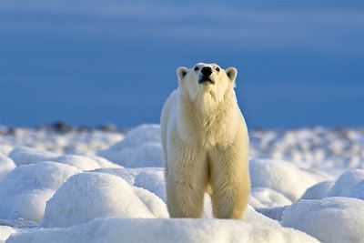 Les ours polaires de la baie d'Hudson - Manitoba - Canada