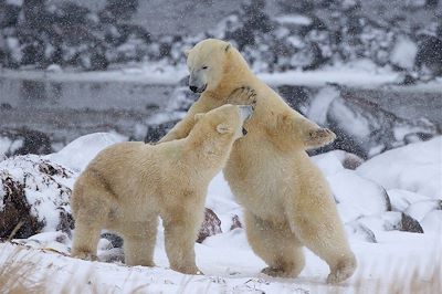 Les ours polaires de la baie d'Hudson - Manitoba - Canada