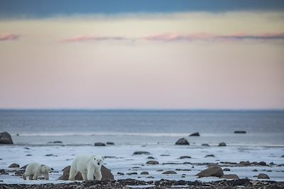 Ours polaire - Hudson Bay - Manitoba - Canada