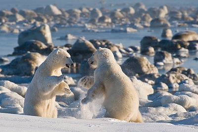 Ours polaires dans la baie d'Hudson - Churchill - Canada