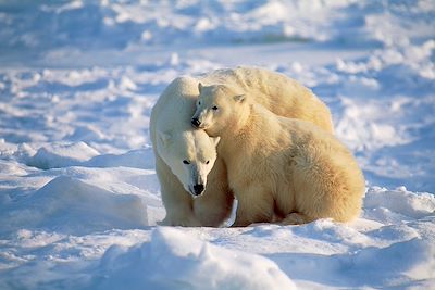 Ours polaires - Churchill - Manitoba - Canada