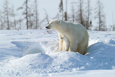 Ours polaires - Churchill - Manitoba - Canada