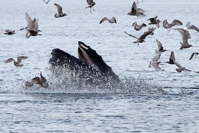 Baleine - Colombie-Britannique - Canada