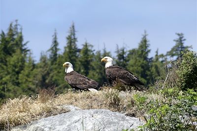 Aigles à Telegraph Cove - Colombie Britannique - Canada