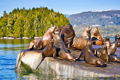 Lions de mer de Steller - Archipel de Broughton - Colombie-Britannique - Canada