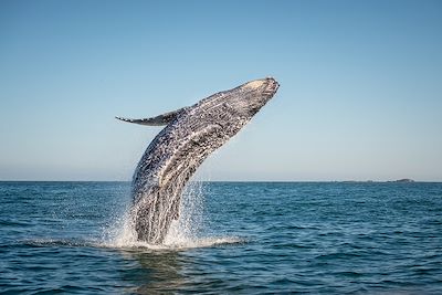 Baleine à bosse - Canada