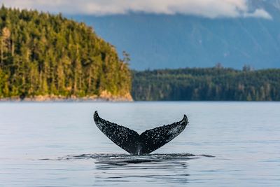 Baleine - Colombie britannique - Canada