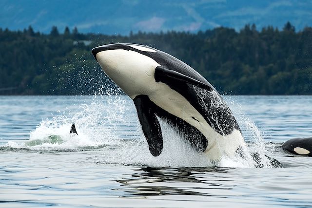 Voyage Grizzlis et baleines de la Colombie Britannique