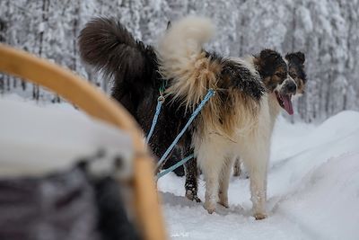 Traîneau à chiens - Autour du lac Inari - Finlande