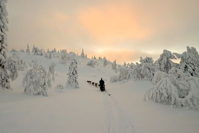 Raid en traîneau à chiens dans le Grand Nord 