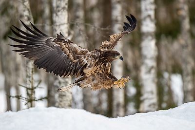 Observation animalière