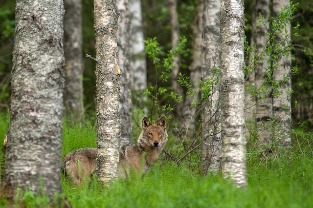 Voyage Faune sauvage de Finlande