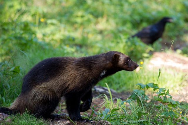 Voyage Faune sauvage de Finlande