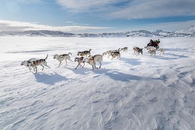 Chiens de traîneau - Tasiilaq - Groenland