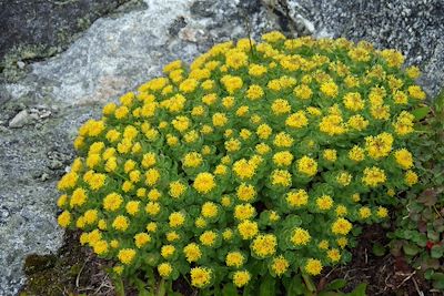 Flore du Groenland