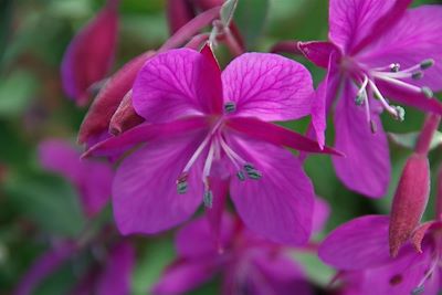 Flore du Groenland