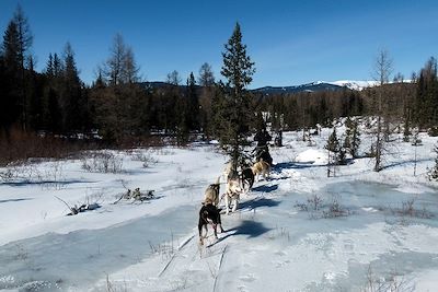 Chiens de traineau - Mongolie