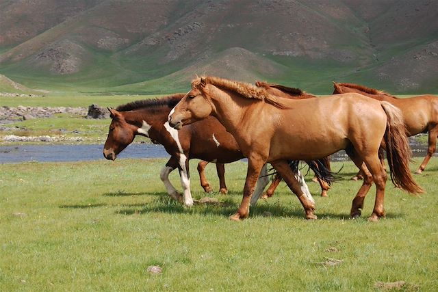 Voyage Du désert de Gobi à la vallée de l'Orkhon