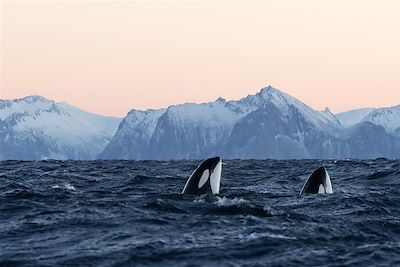 Croisières et voiles Norvège