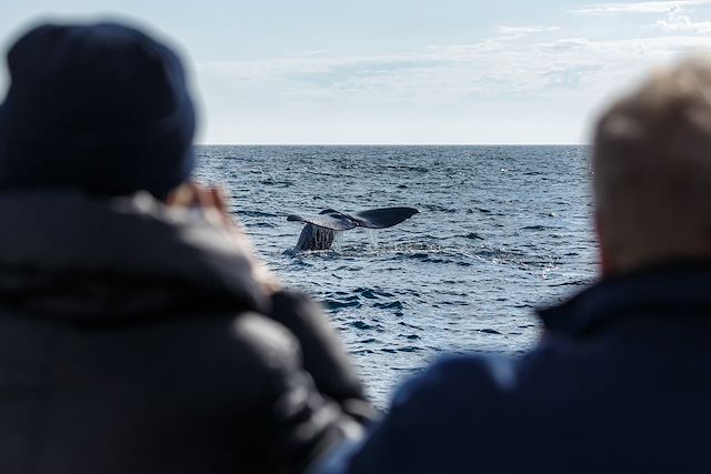 Voyage Épopée Nordique en Voilier