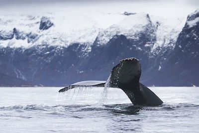 Observation animalière Norvège