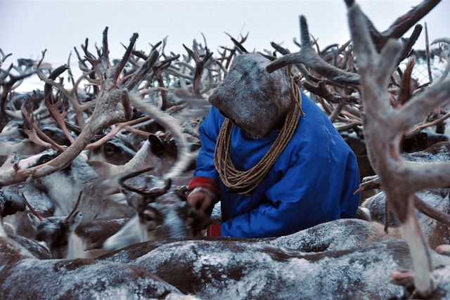 Voyage Transhumance avec les Nenets