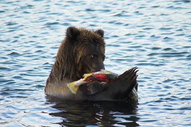 Voyage Ours et volcans du Kamtchatka